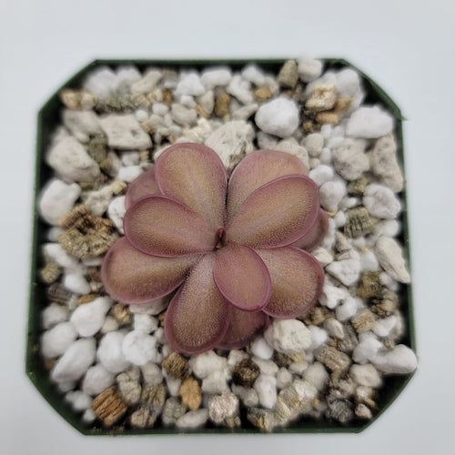 Pinguicula ANPA A x laueana