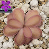 Pinguicula ANPA A x laueana