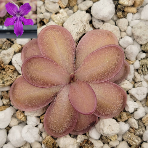 Pinguicula ANPA A x laueana