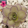 Pinguicula Alani