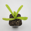 Pinguicula 'Apasionada'