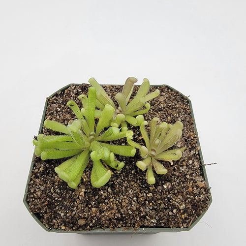 Pinguicula Baby Medusa