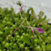 Pinguicula Baby Medusa