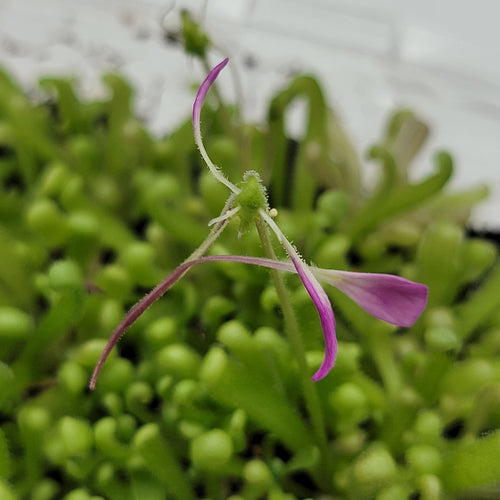 Pinguicula Baby Medusa