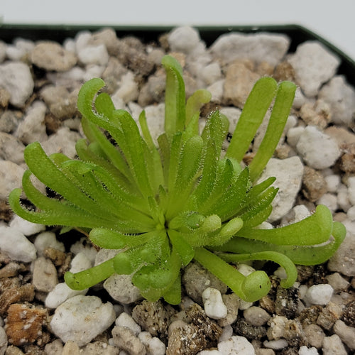 Pinguicula Baby Medusa