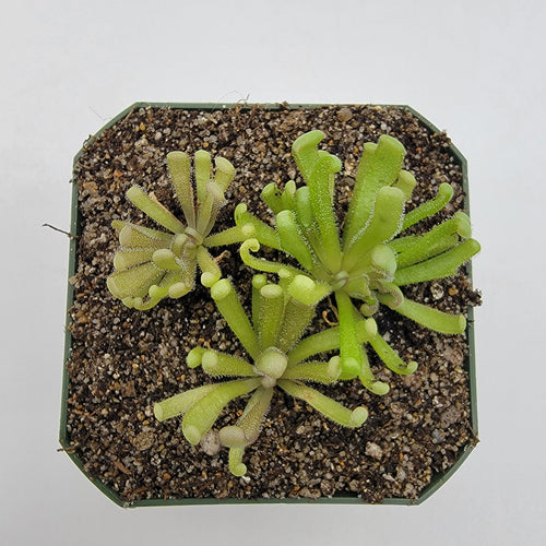 Pinguicula Baby Medusa