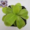 Pinguicula Bugbane