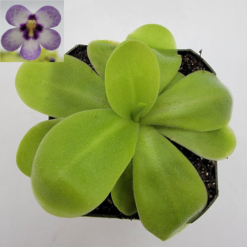 Pinguicula Bugbane