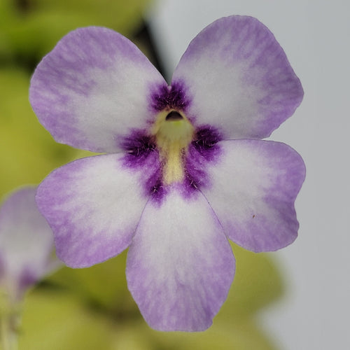 Pinguicula Bugbane