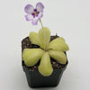 Pinguicula Bugbane
