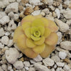 Pinguicula Bugbane