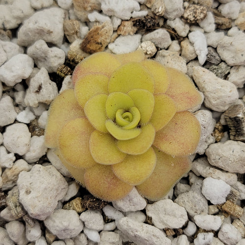 Pinguicula Bugbane