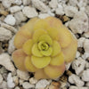 Pinguicula Bugbane