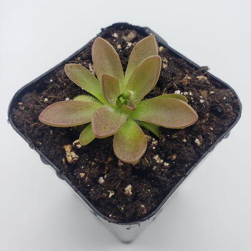 Pinguicula cv. 'BCP Crystal'