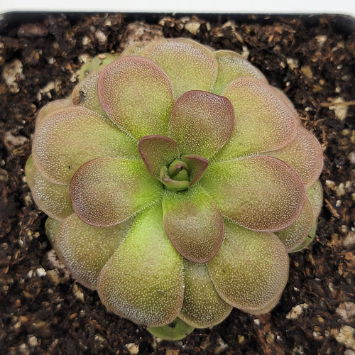 Pinguicula Guatemala, 3100 m