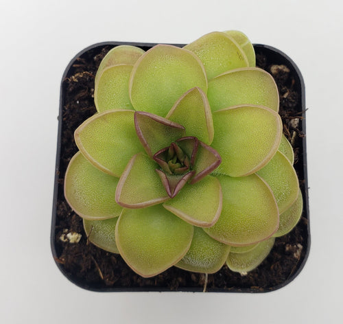 Pinguicula 'Hanka'