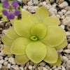 Pinguicula 'Huahuapan' x pilosa