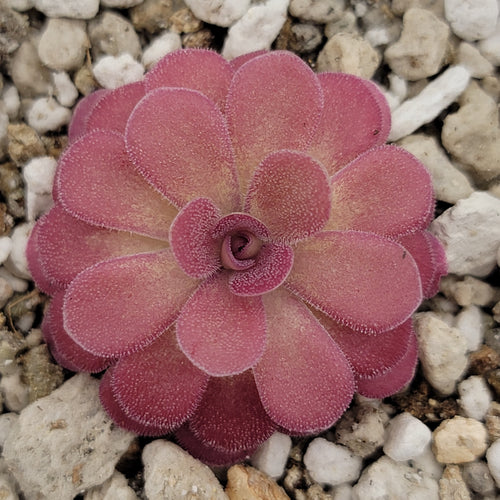 Pinguicula 'Johanna'