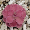 Pinguicula 'Johanna'