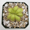 Pinguicula 'Köhres'