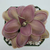 Pinguicula Lautner 92/52 x Big Purple Thing