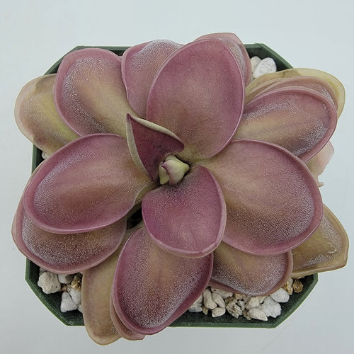 Pinguicula Lautner 92/52 x Big Purple Thing