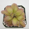 Pinguicula Lautner 92/52 x Big Purple Thing