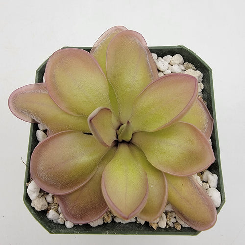 Pinguicula Lautner 92/52 x Big Purple Thing