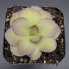 Pinguicula Leilani -Butterwort-