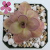 Pinguicula Peaches