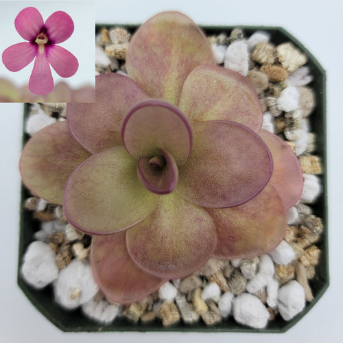 Pinguicula Peaches