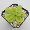 Pinguicula Pecosita