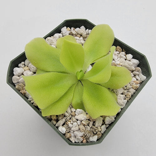 Pinguicula Pecosita