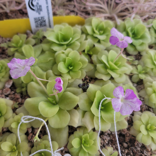 Pinguicula Pecosita