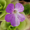 Pinguicula Pecosita