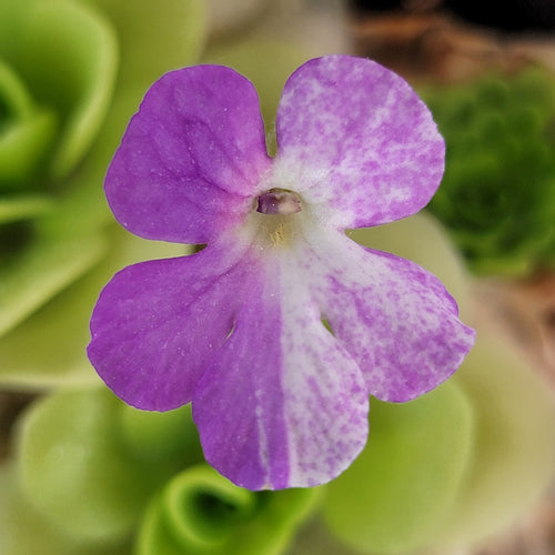 Pinguicula Pecosita