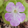 Pinguicula Pecosita