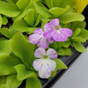 Pinguicula Pecosita