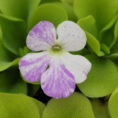 Pinguicula Pecosita