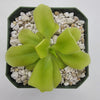 Pinguicula Pecosita