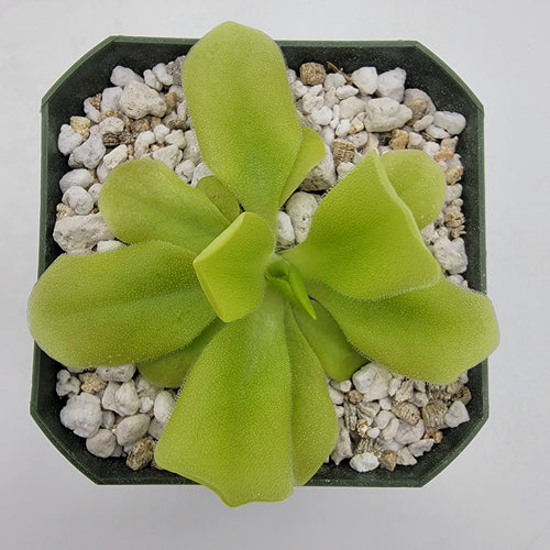 Pinguicula Pecosita