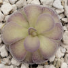 Pinguicula Penny