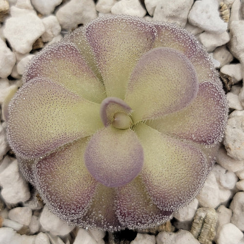 Pinguicula Penny