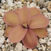 Pinguicula 'Riva'