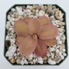 Pinguicula 'Riva'
