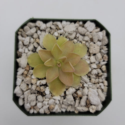 Pinguicula 'Sethos' x 'Weser'