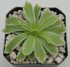 Pinguicula Snow Queen