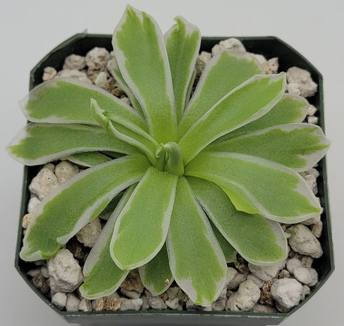Pinguicula Snow Queen