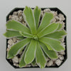 Pinguicula Snow Queen