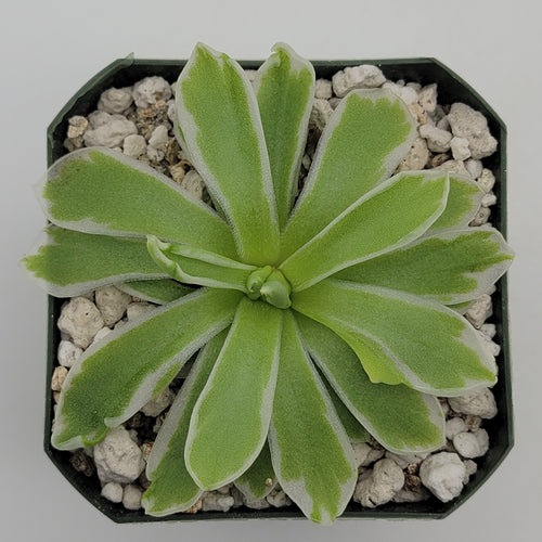 Pinguicula Snow Queen
